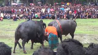 লেবুগাতি গরুর লড়াই🐄🐄🐄