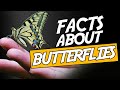 Top 10 Unusual Facts About Butterflies | This May Shock You