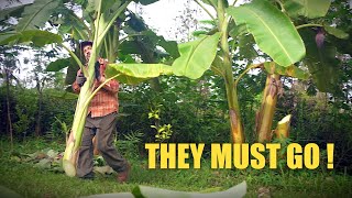 Syntropic Agroforestry | Fixing Mistakes