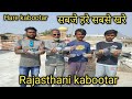 सबजे हरे सबसे खरे [High Fleyar pigeon]Rajsthani Hare kabootar, pappu bhai tonk by AD pigeon web