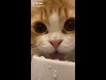 夢中で水を飲む猫