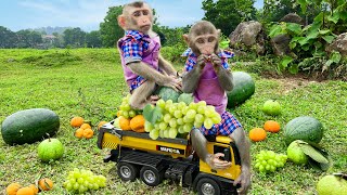 Smart Bim Bim and wife harvest fruit farm and enjoy it at new house