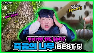 [이거알아-식물]근처에만 가도 사람이 죽는 나무🌳가 있다고!?ㄷㄷ🔥열매가 폭탄💣처럼 터진다고?!사람에게 치명적인 나무 best5