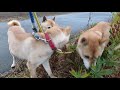 セイタカアワダチソウを食べる山陰柴犬