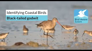 Identifying Coastal Birds: black-tailed godwits