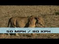 Top 10 Fastest Animals in the World Fastest Runners in the Animal Kingdom - FreeSchool