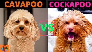 CAVAPOO VS COCKAPOO - Poodle Mix Breeds Comparison - One May Not Be Suitable For You?