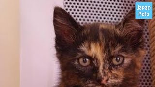 初めて猫を飼うなら「サビ猫」がオススメ！賢い優しい可愛いのです！ - Japan Pets