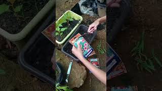 របៀបបណ្តុះគ្រាប់ពូជផ្កា  How to growing flower seeds