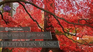 Rainforest Bird Song | Meditation Music - Distractions are everywhere