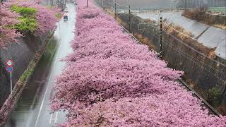 三浦海岸桜まつり 京急線車道沿い 2024/02/21