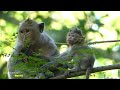 JILL AND JASMINE TODAY ON THE FREE-Daily MonKey Oparu