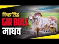 इस #girbull  को देखने देश विदेश से आते है लोग। 👉World Famous माधव गिर नंदी