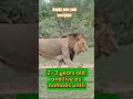 2025 big5 animals lion