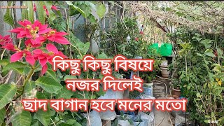 গ্যারান্টি দিচ্ছি কয়েকটি বিষয় follow করলেই ছাদ বাগান হবে মনের মতো