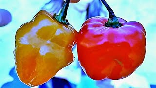 Orange Habanero vs Red Habanero (Which is hotter? )