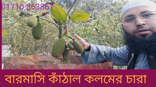 #বারমাসি থাই কাঁঠাল কলমের চারার বিভিন্ন সাইজ