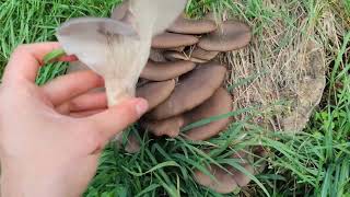 Identifica con seguridad la exquisita seta de ostra, Pleurotus ostreatus.