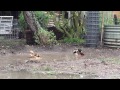 australian spotted ducks in rain swale