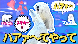 ホウちゃん誕生の原点がここにある！ホウちゃんのママとパパ、イッちゃんとゴーゴの恋愛物語！ゴーゴの恐るべき攻撃についに負けを認めたイッちゃんは、メロメロになってく自分の心を止めることが出来なくなっていく