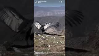 Andean condor release 2024 03 19 09 12