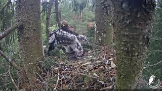 Andris atnes kurmi Andris brings a mole Lesser spotted eagle in spruce, Zemgale, Latvia