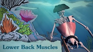 Drawing Lower Back Muscles - Anatomy & Motion