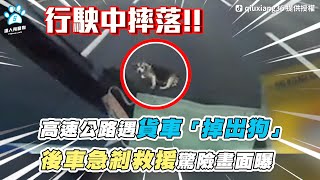 【高速公路遇貨車「掉出狗」 後車急剎救援驚險畫面曝】｜TikTok / qiuxiang36 @徐文良-d1v