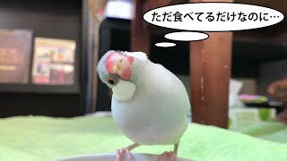 【文鳥】ただただ可愛いお食事シーン【しば】