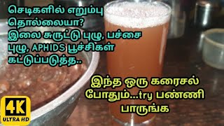 செடிகளில் எறும்பு தொல்லையா? l இலை சுருட்டு புழு, பச்சை புழு, APHIDS வராமல் தடுக்க எளிய வழி