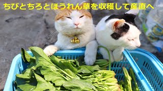 ちびとちろとほうれん草を収穫して産直へ　220519