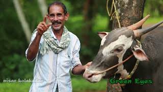 നിങ്ങൾക്ക് അന്നത്തെ കാളപൂട്ട് ആണോ ഇന്നത്തേതാണോ ഇഷ്ടം ബാപ്പുവിന്റെ നിഷ്കളങ്കമായ മറുപടി കേൾക്കൂ