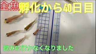 《金魚》孵化から40日目の稚魚達