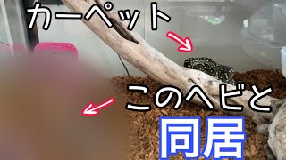 【絶対真似しないで下さい！】タブーとされている同居をやってみたらどうなる？