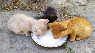 The title kitten boy became happy #2 (from TikTok) CAT, DOGS, VIDEO 2020.