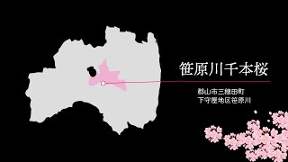 郡山市・笹原川千本桜「ふくしま、いいとこ。オンライン桜ツアー」