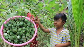 Seyhak pick small green eggplants with grandmother for cooking / Family food cooking