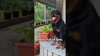 Rottweiler - Lifesaver Protection Dog