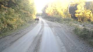 Maine Moose 2013