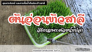 คุณประโยชน์ และการคั้นน้ำต้นอ่อนข้าวสาลี  แถมวิธีการเพาะต้นอ่อน ด้วยน้ำเปล่า - สวนผักทุลักทุเล