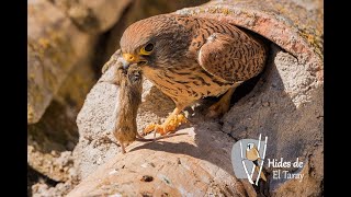 kestrel flying video - Cernícalo Cazando - Kestrel hunting