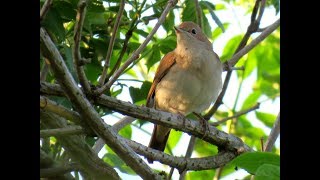 263 Slavík obecný, zpěv, Luscinia megarhynchos, Common Nightigale, Nachtigall