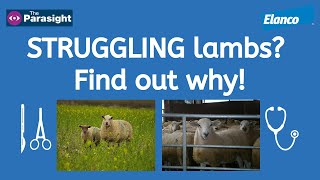 Lamb finishing issues and setting your ewes up for success