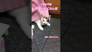 子猫の可愛いかくれんぼ #保護猫 #shorts #cat