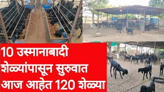 बंदिस्त उस्मानाबादी शेळीपालन यशोगाथा,10 शेळ्यांच्या 2 वर्षात 120 शेळ्या, Goat farming story