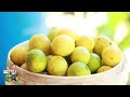 ചെറുനാരക കൃഷി market lemon cultivation cherunaranga krishi lemon cultivation in malayalam kl06