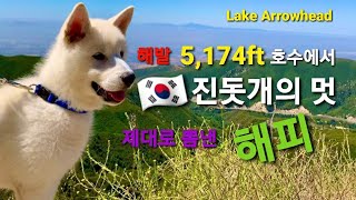 관광명소 쇼핑몰에서 진돗개를 본 미국인들의 반응, 에로우헤드 1탄/Happy the Korean Jindo visits Lake for the first time Part 1