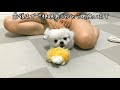 犬用給水器買ったら浄水も出来てめちゃ便利【ペキチワ】