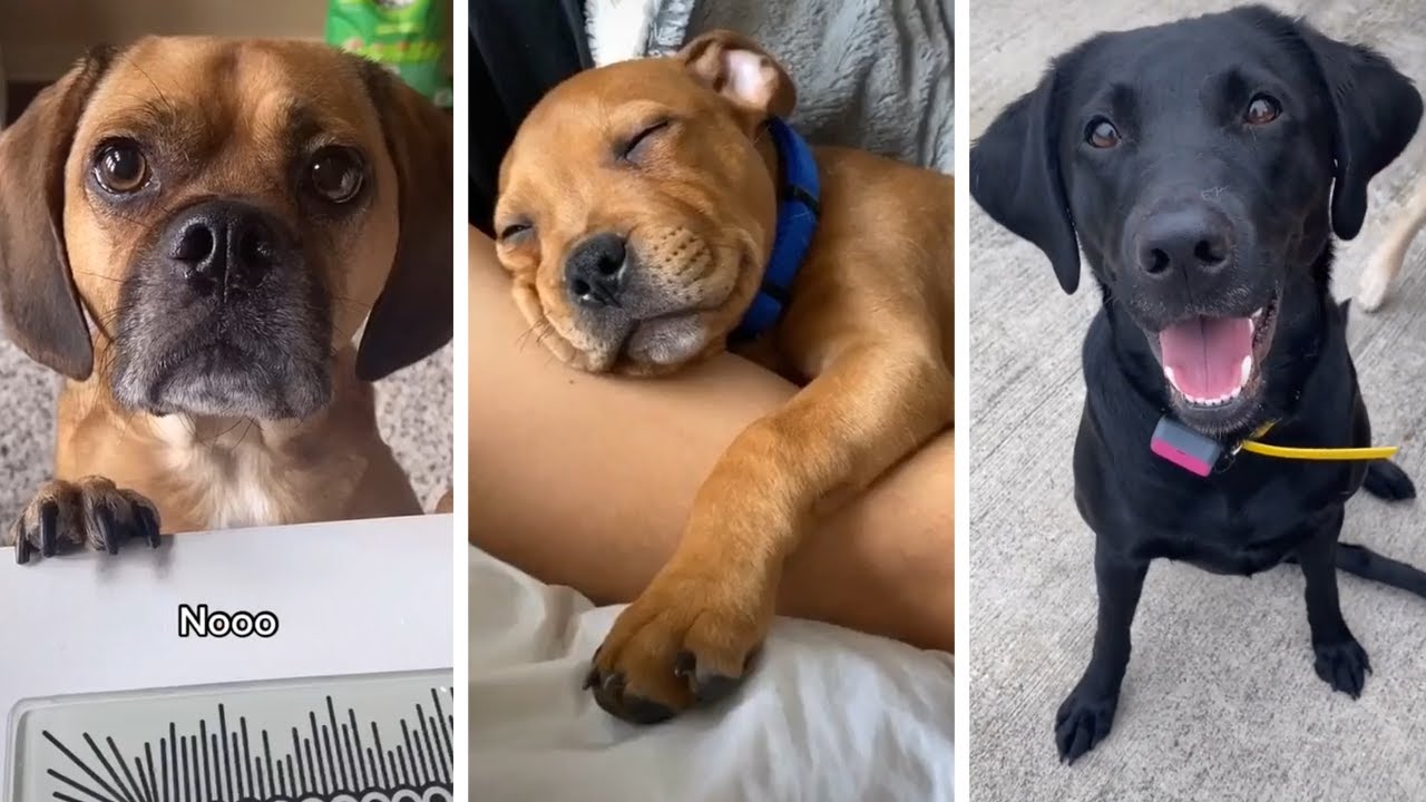 Try Not To Laugh ёяшв Funny Dogs Compilation ёяшв K9 Pie