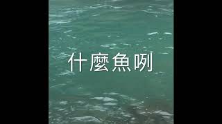 Stream Fishing Taiwan釣魚狂人Gogoro苦花輕釣遊